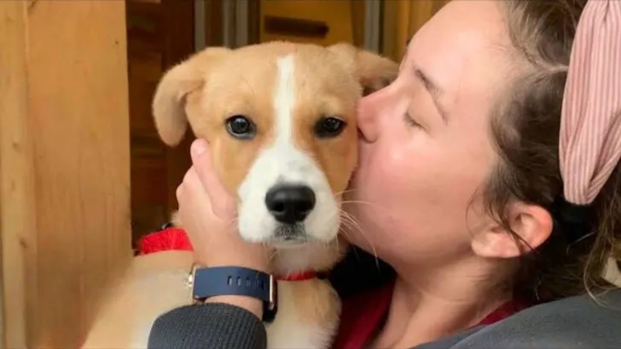 Cucciolo randagio trova una famiglia