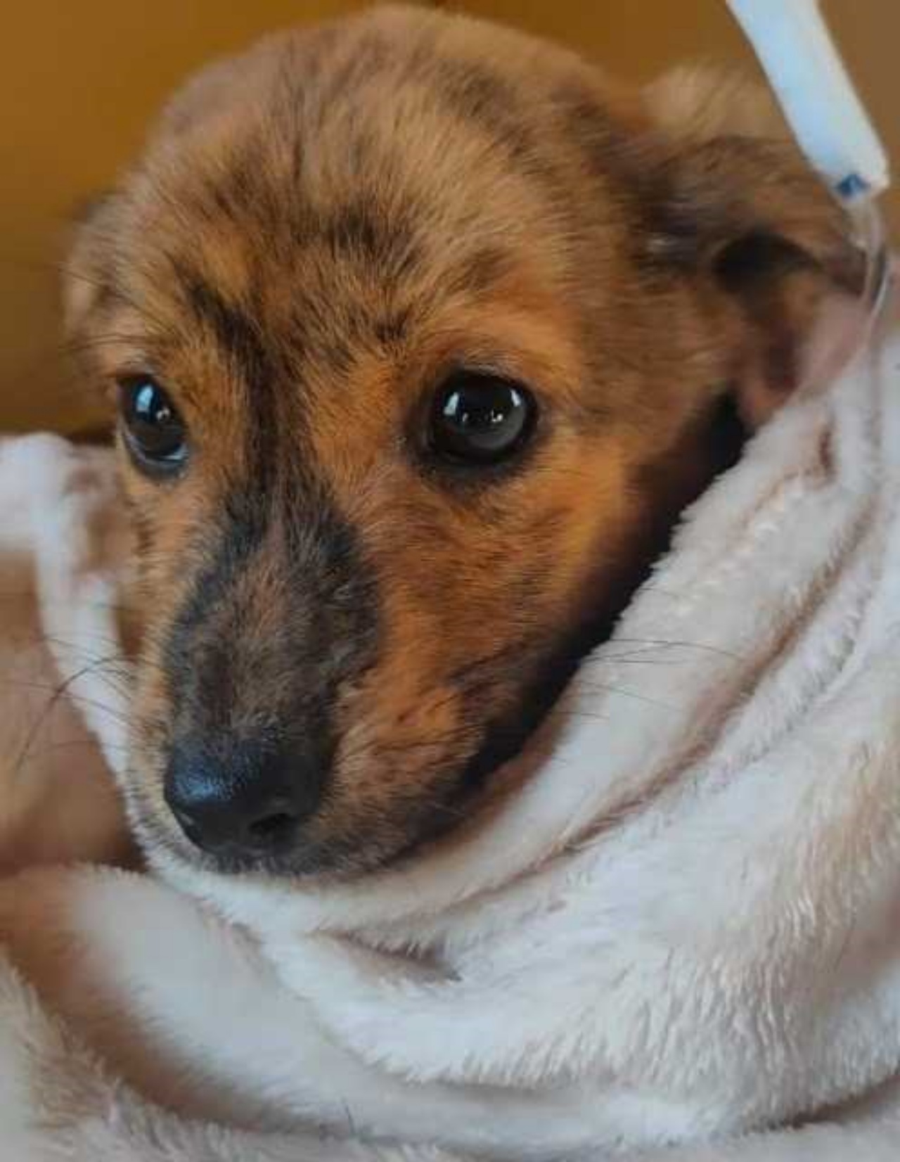 Cucciolo randagio cade in una trappola