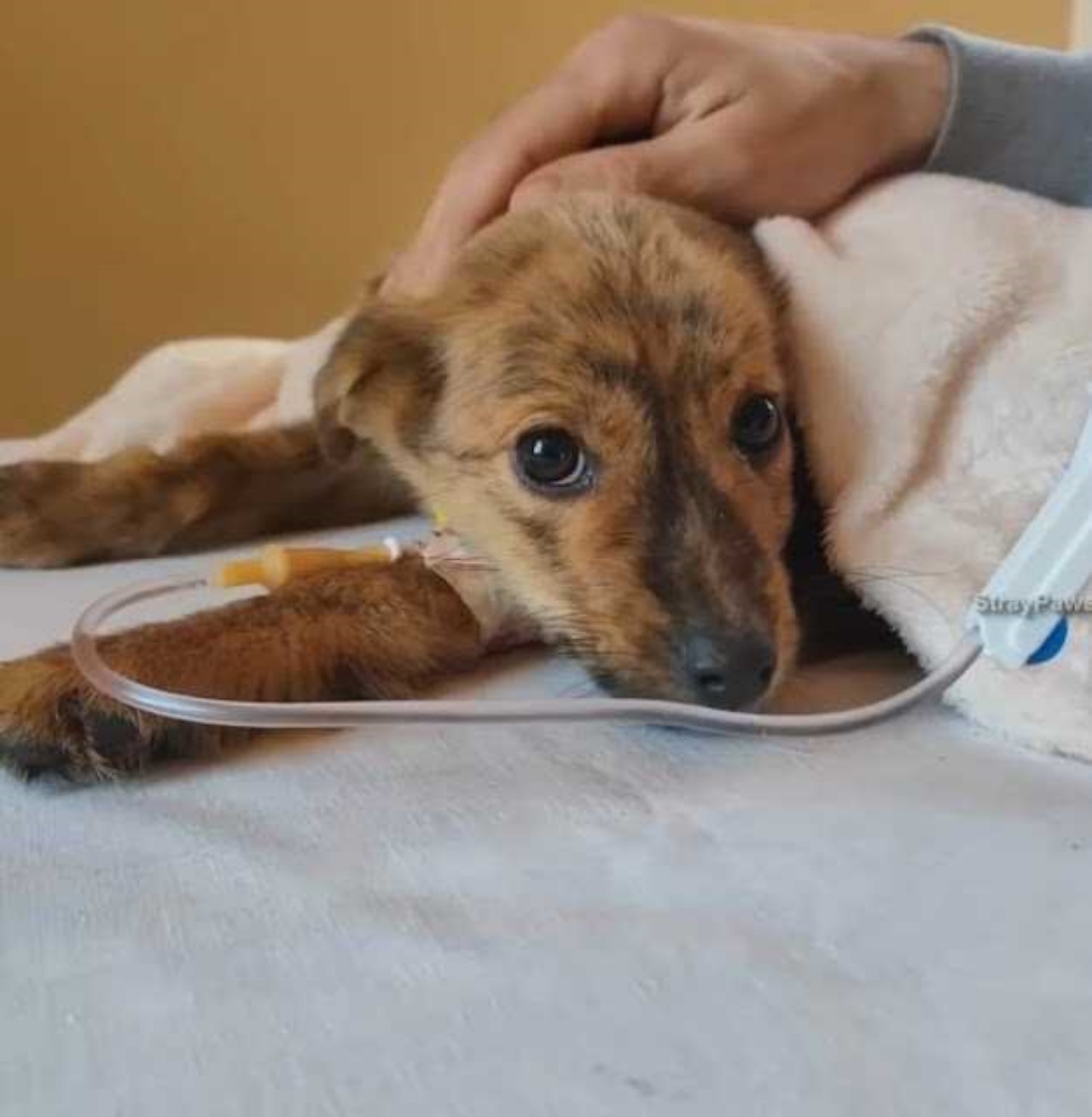 Cucciolo randagio cade in una trappola