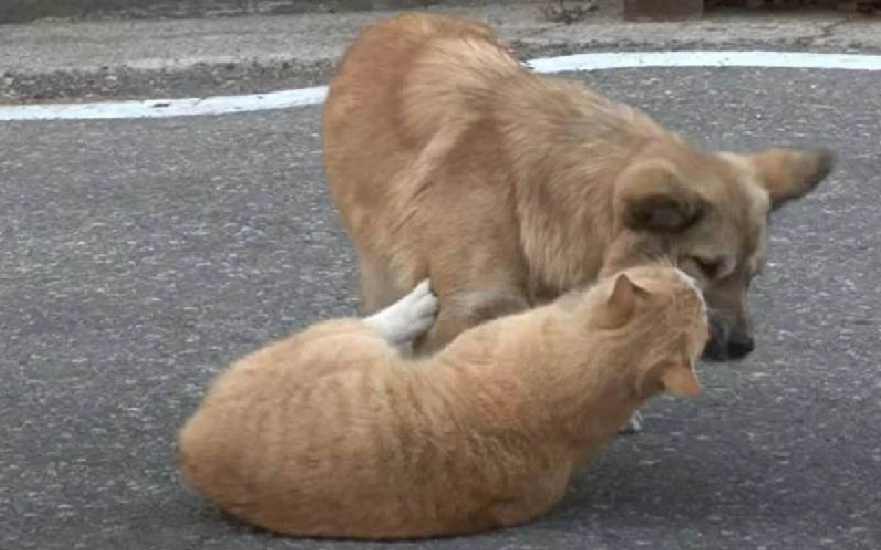 Gatto consola il cane abbandonato