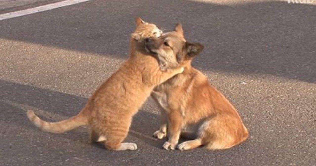 Gatto consola il cane abbandonato