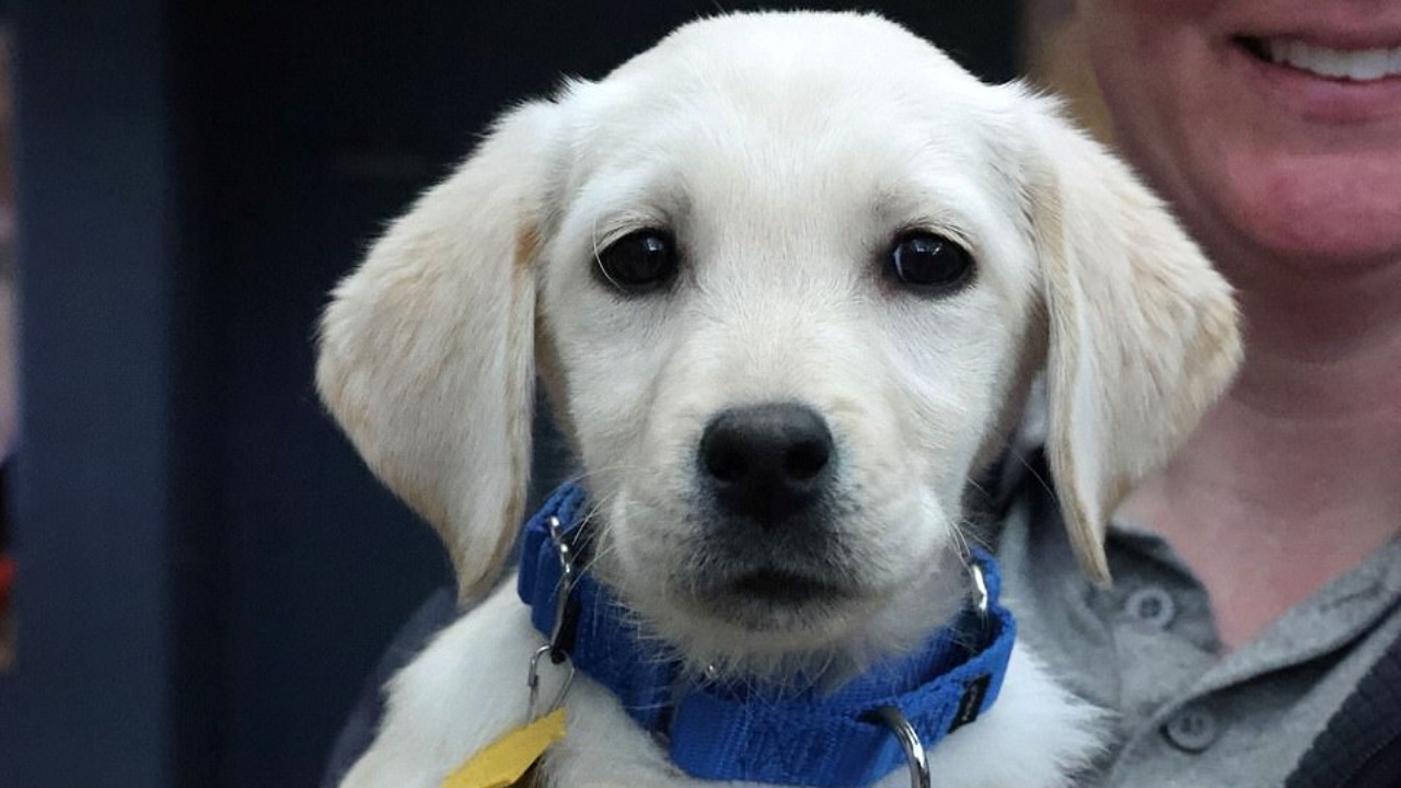 Labrador salvato da un allevamento