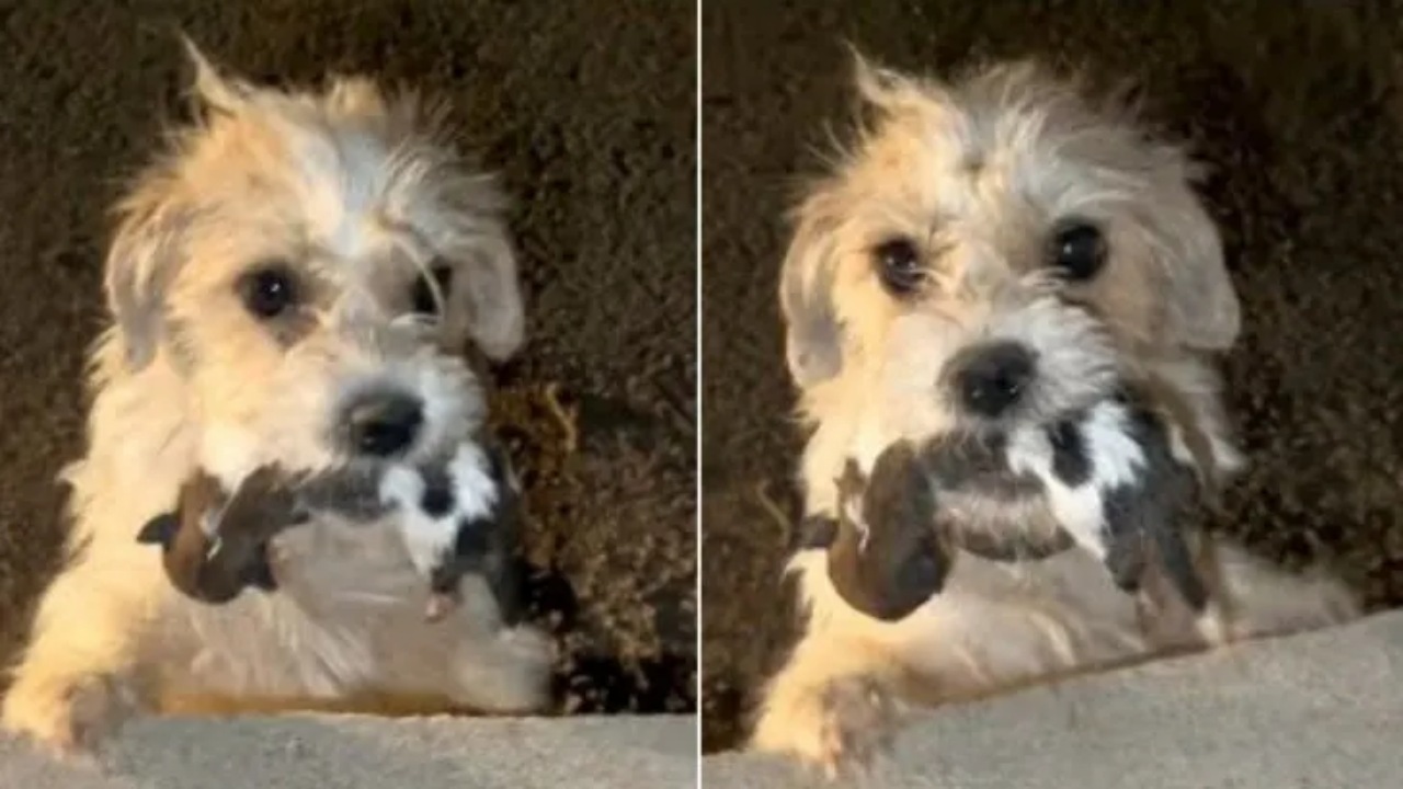 Mamma cane chiede aiuto per i suoi cuccioli