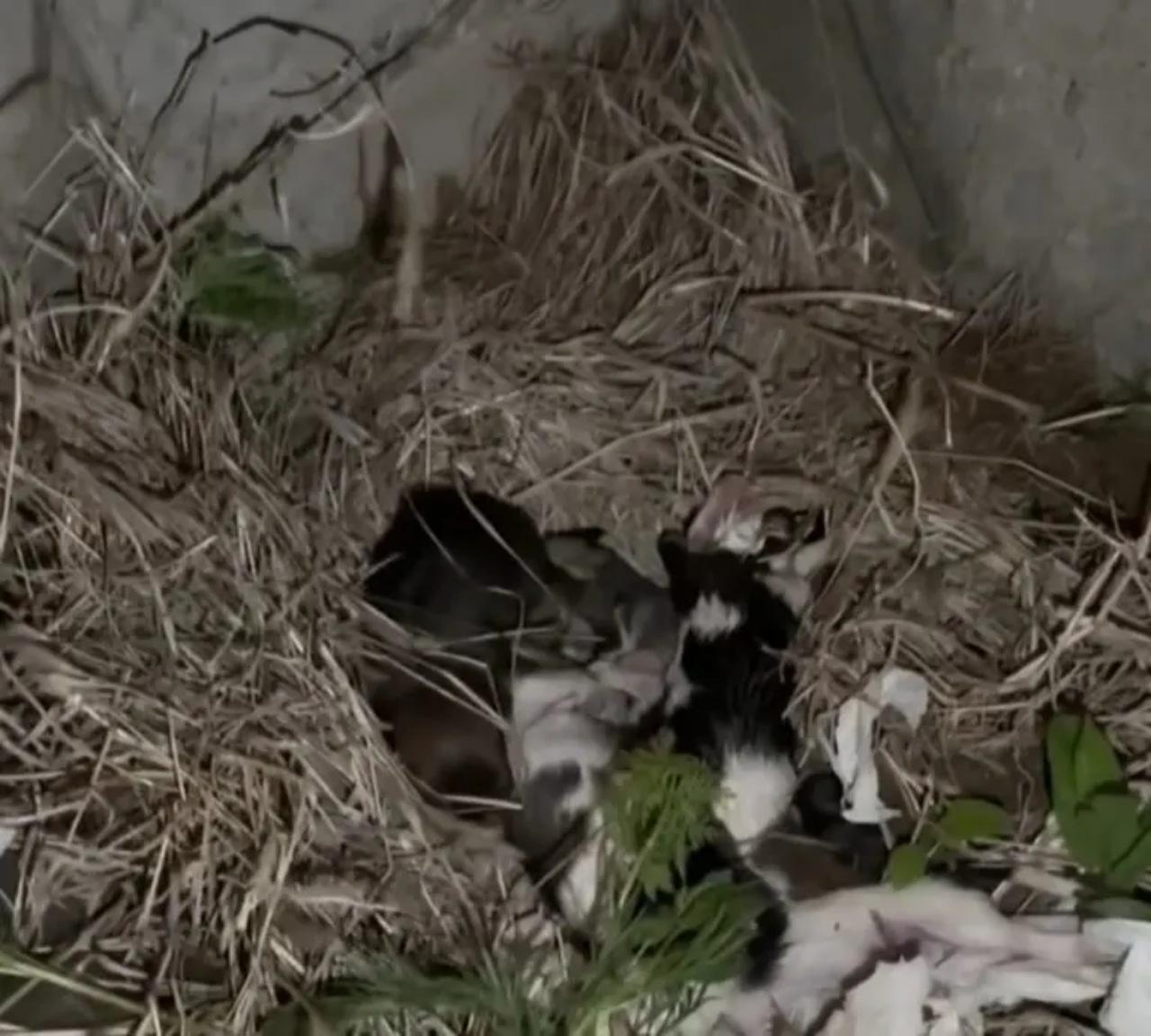 Mamma cane chiede aiuto per i suoi cuccioli