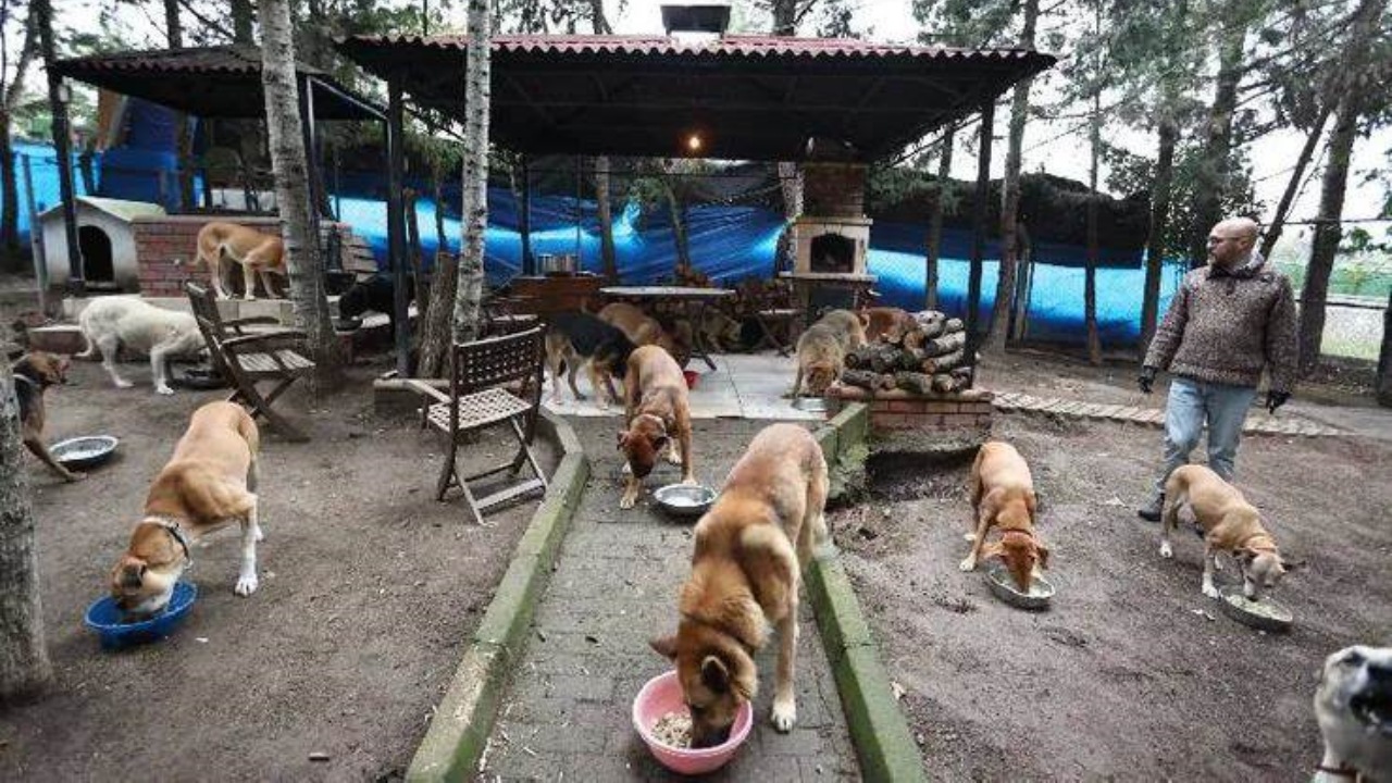 Santuari per animali randagi: un uomo trasforma la sua fattoria