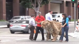 Panico in città: Tigre dai denti a sciabola a spasso per le strade