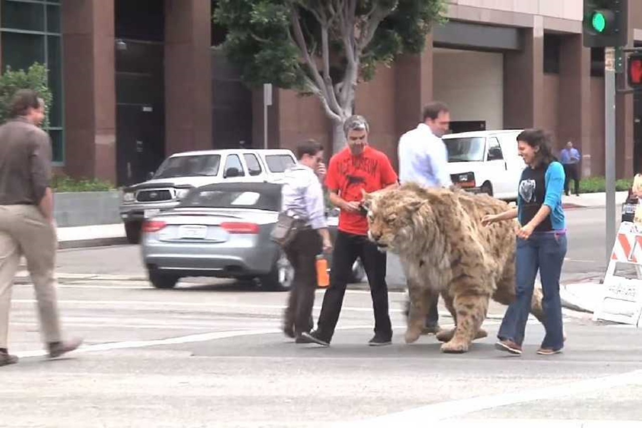 Tigre dai denti a sciabola appare nella città di LA