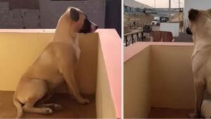 Questo cagnolino dolcissimo piange perché il suo papà lo deve salutare per andare a lavoro, aspetta tutti i giorni che torni