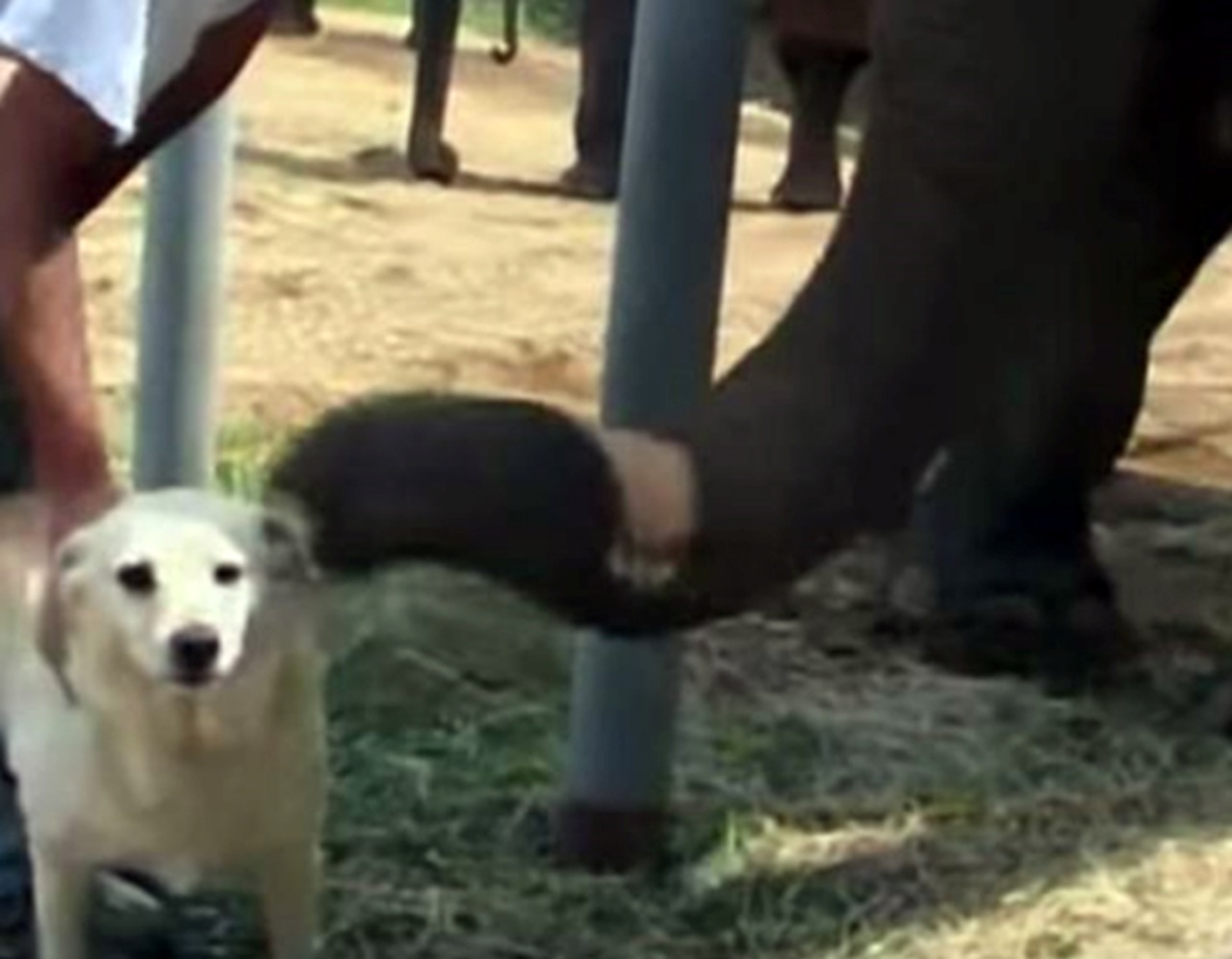 Un'elefantessa ed un cagnolino uniti da un'incredibile amicizia