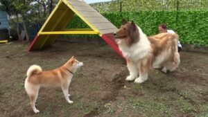 Un uomo indossa un vestito da Collie e cerca di fare amicizia con uno Shiba Inu