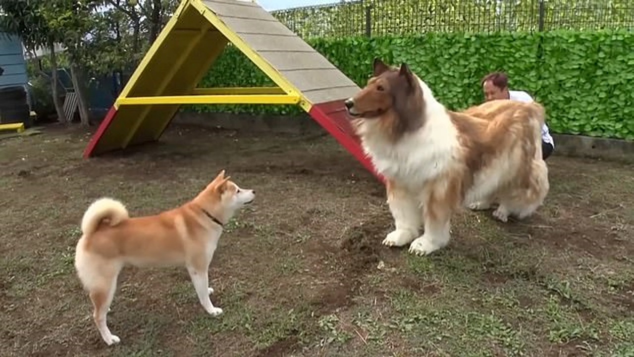 Uomo vestito da Collie: cerca di fare amicizia con uno Shiba Inu