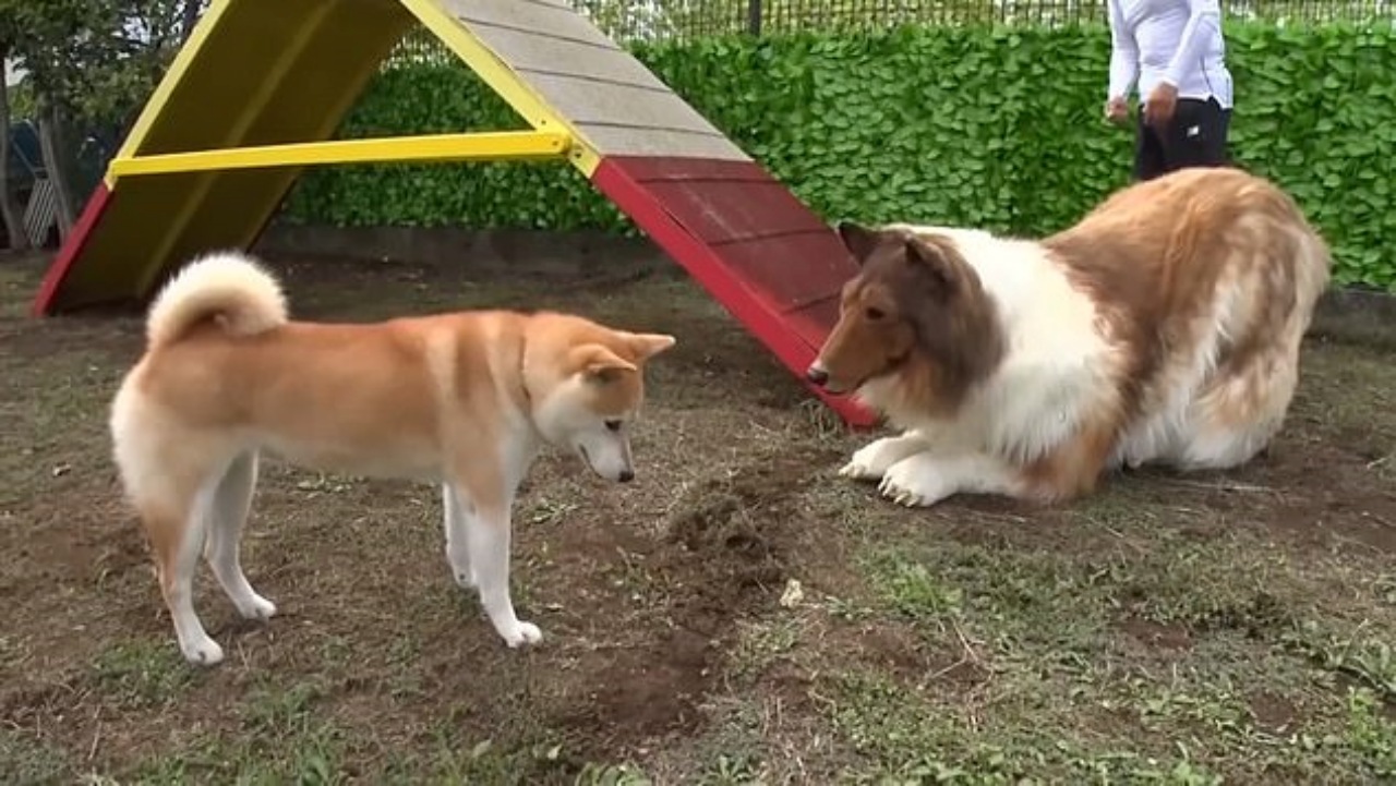 Uomo vestito da Collie: cerca di fare amicizia con uno Shiba Inu