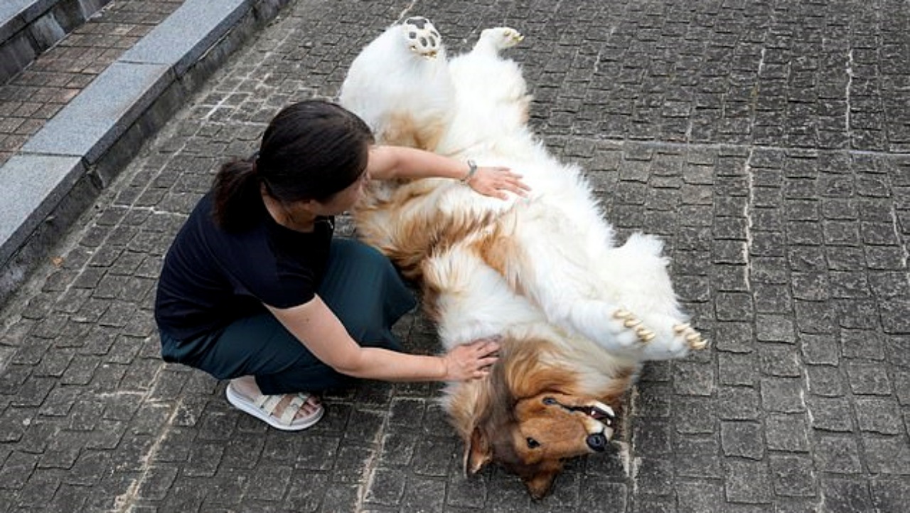 Uomo vestito da Collie: cerca di fare amicizia con uno Shiba Inu