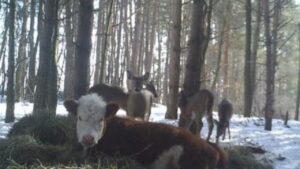 Fuga dal macello: il vitello ribelle trova rifugio nei boschi con una famiglia di cervi