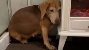 Questa cagnolina anziana di razza Beagle era tutta sola in un parco, la abbandonarono spezzandole il cuore