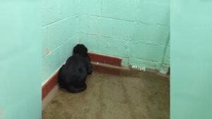 La sua vita è stata letteralmente un incubo, ora questo cane non riesce a staccare gli occhi dal muro