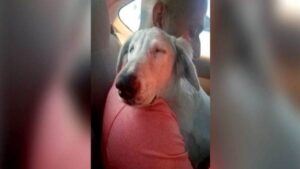 Cane abbandonato vicino un cassonetto viene accolto da un passante che lo prende con sé