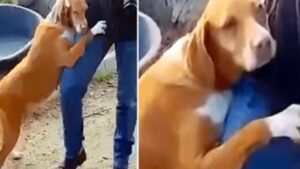 Un giornalista si trova coinvolto in una strana vicenda e finisce con l’essere adottato da un cane