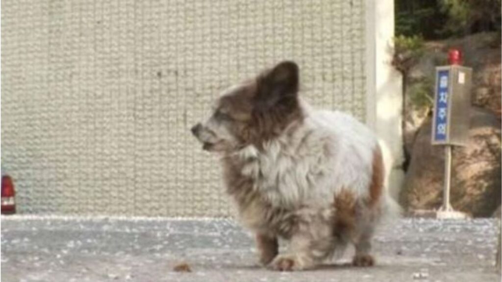 un cane piccolo e malato