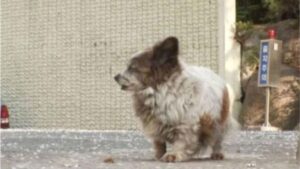 Stava aspettando da dieci anni che la sua famiglia tornasse a prenderlo: questo cane aveva il cuore spezzato