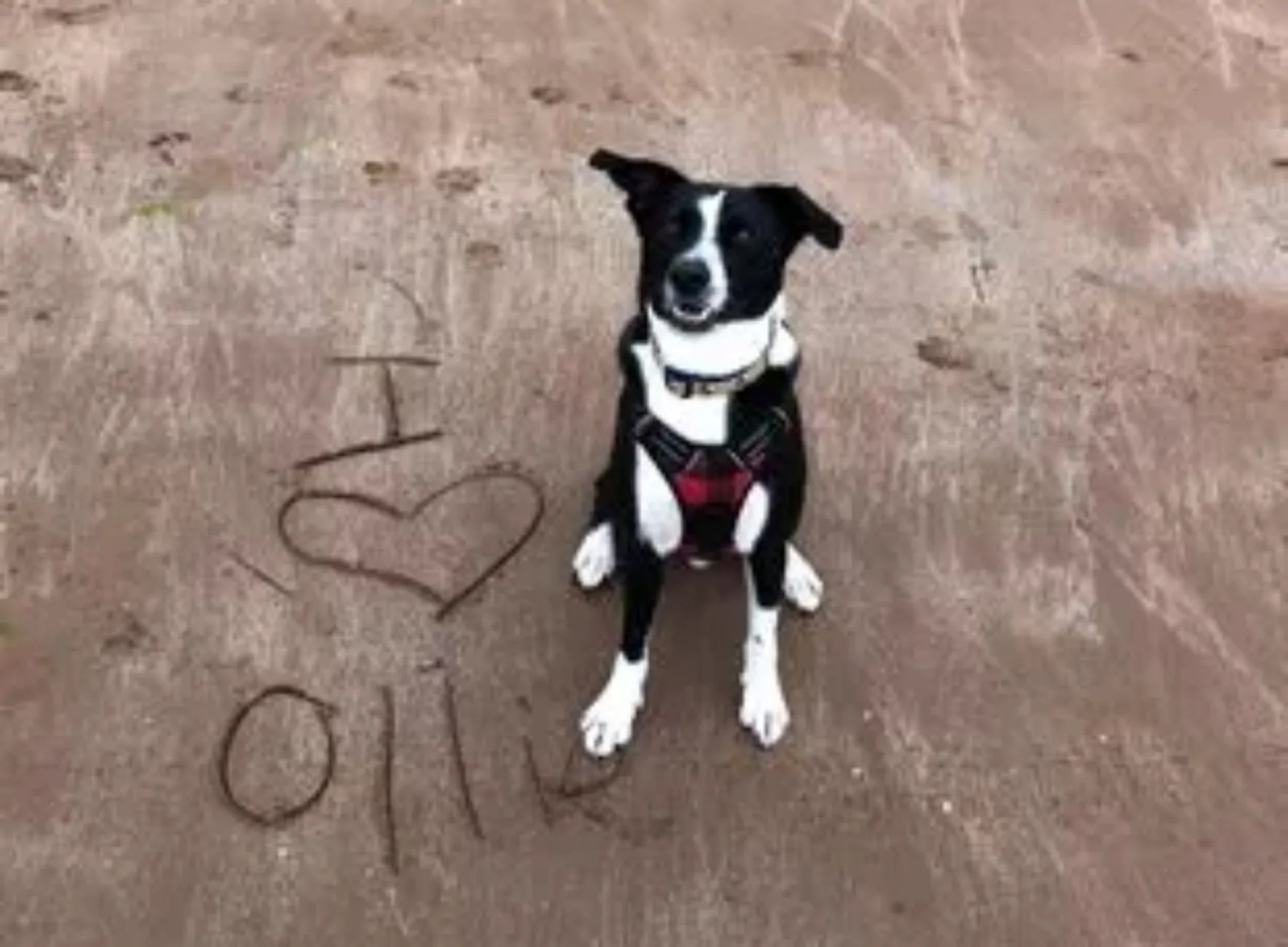 cane supera spiaggia