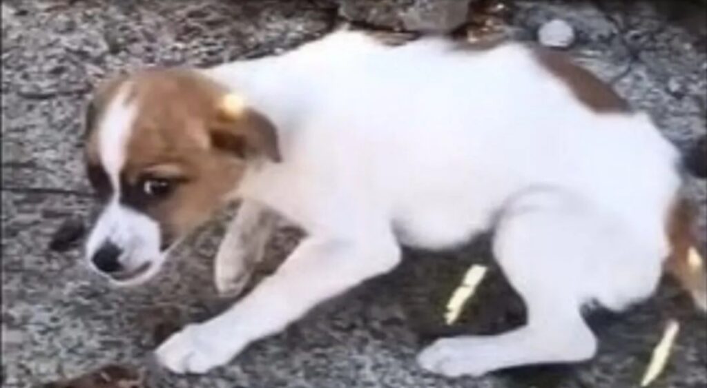 Cane ritrova il sorriso grazie ad un uomo