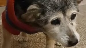 Lilly, il cane più vecchio del mondo, festeggia i suoi 24 anni