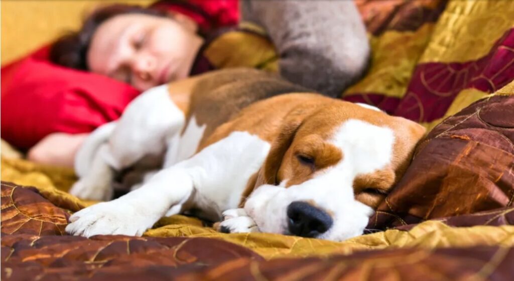 perché i cani dormono con il sedere rivolto verso il loro padrone