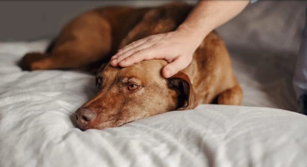 perché i cani dormono con il sedere rivolto verso il loro padrone