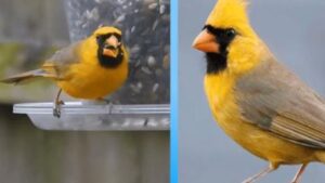 Cardinale Giallo, l’uccello estremamente raro viene fotografato: le immagini sono uniche