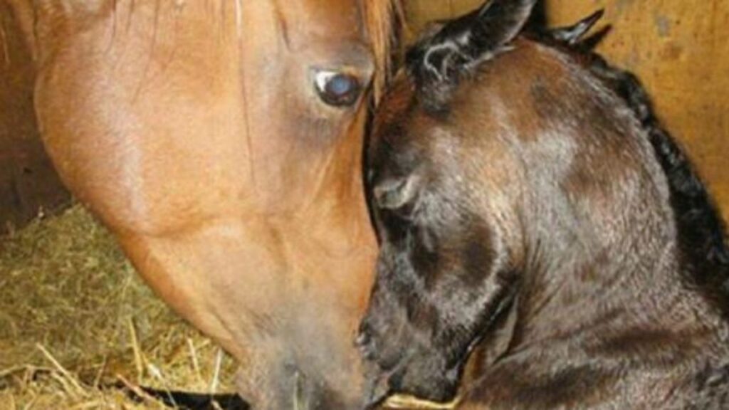 un puledro con un cavallo adulto