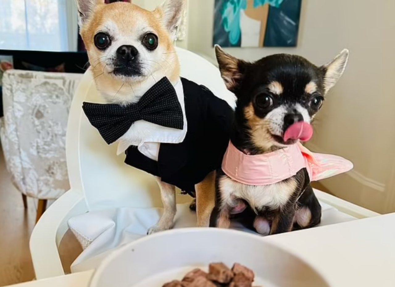 chihuahua e filetto