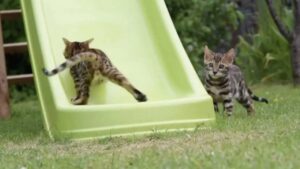 Gatti del bengala si divertono moltissimo a giocare con il loro scivolo in giardino