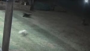 Gatto salva un cane dall’attacco di un coyote e lo porta via da un destino doloroso