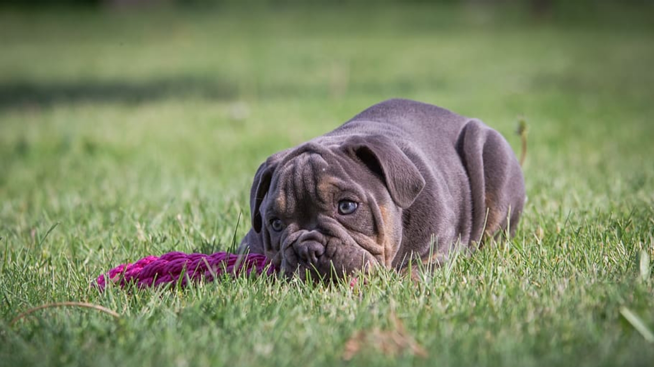 come giocare con il tuo cane