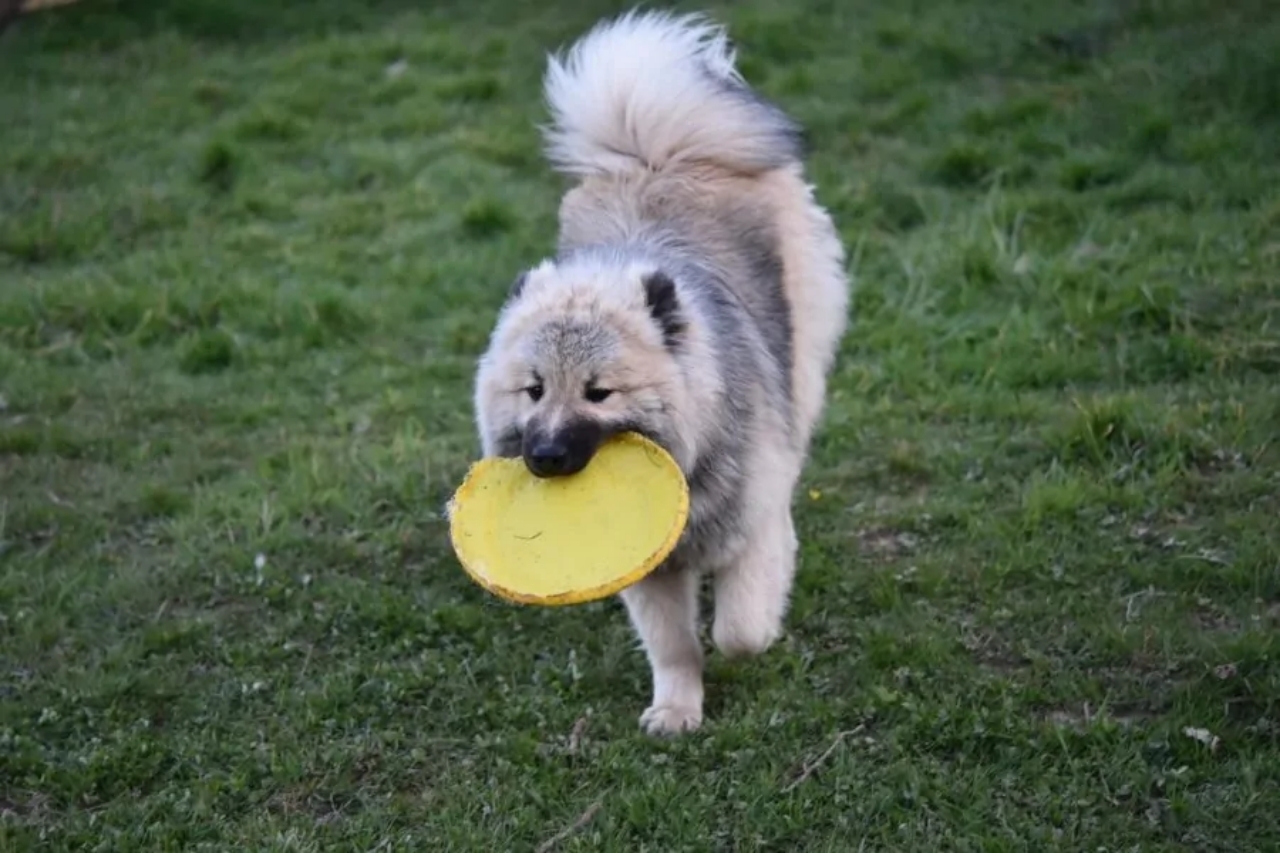 cane che gioca con il frisbee