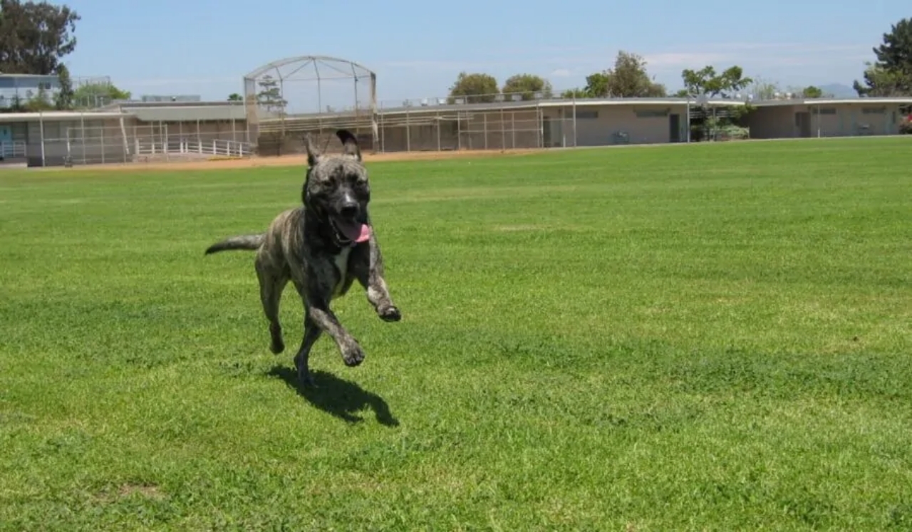 Cane che corre felice