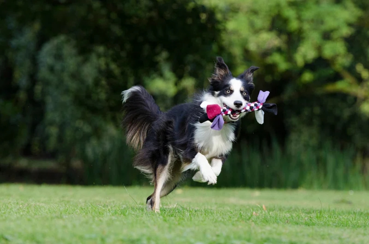 Border collie gioca con un giocattolo