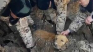 Atto eroico: i soldati salvano un Golden Retriever sepolto tra le macerie dopo il terremoto in Cina