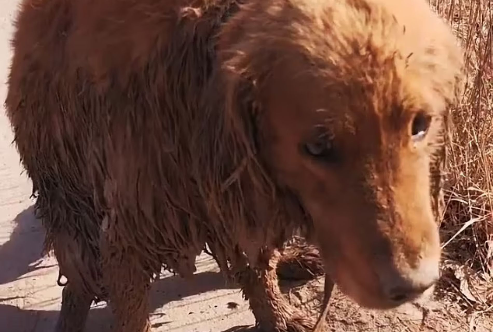 golden retriever sepolto