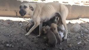 Mamma spaventata si rifiuta di lasciare i suoi cuccioli finché è sicura che stiano bene