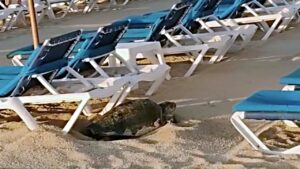 Tartaruga gigante viene catturata in una spiaggia mentre depositava le sue uova sotto i lettini