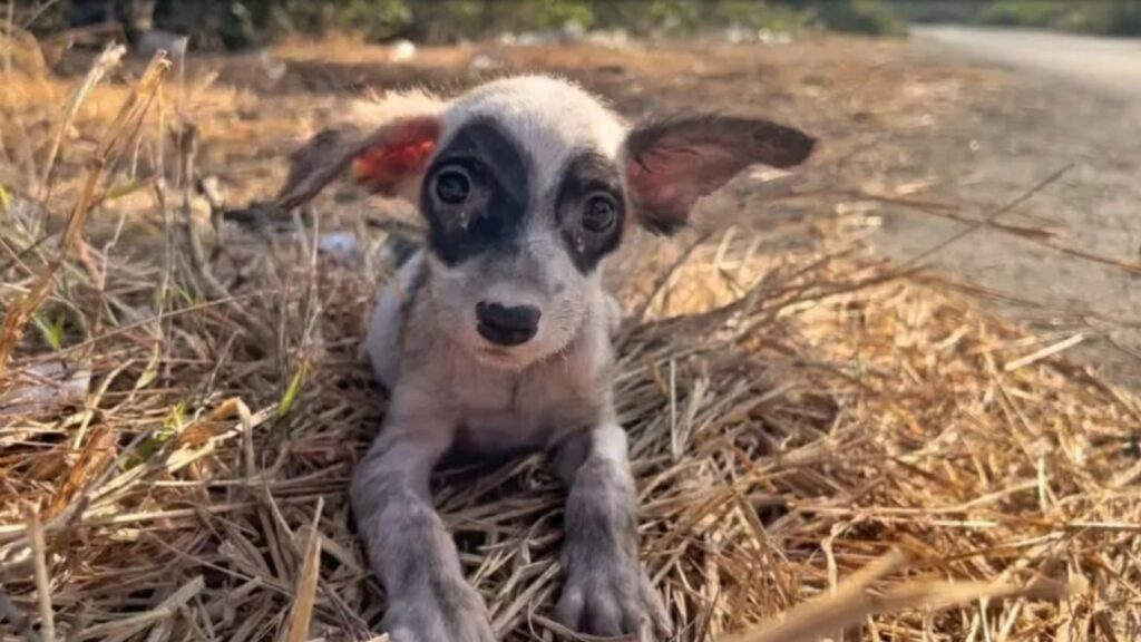 Uomo salva una cagnolina