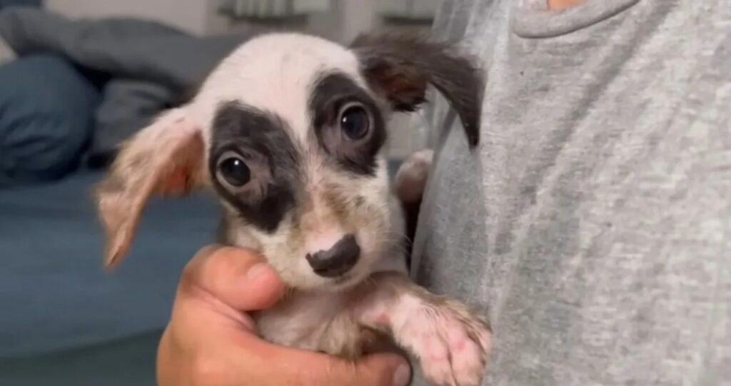 Uomo salva una cagnolina