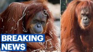 Caos allo Zoo di Melbourne: muore un Orango di Sumatra e i visitatori vengono messi in isolamento