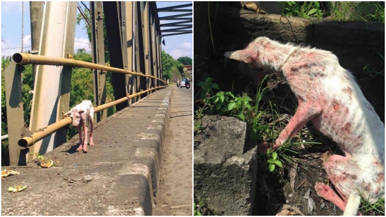 Cagnolina randagia salvata dai soccorritori