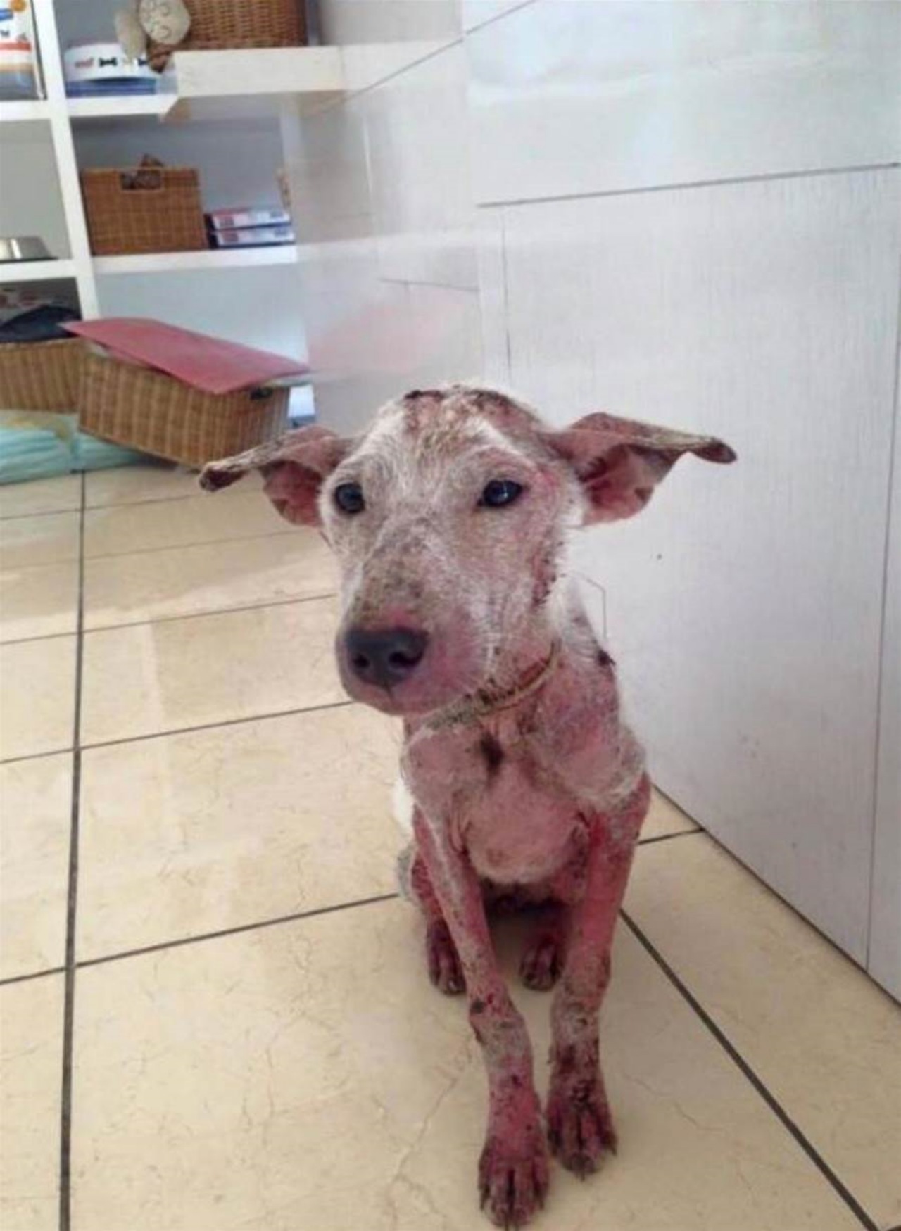 Cagnolina randagia salvata dai soccorritori