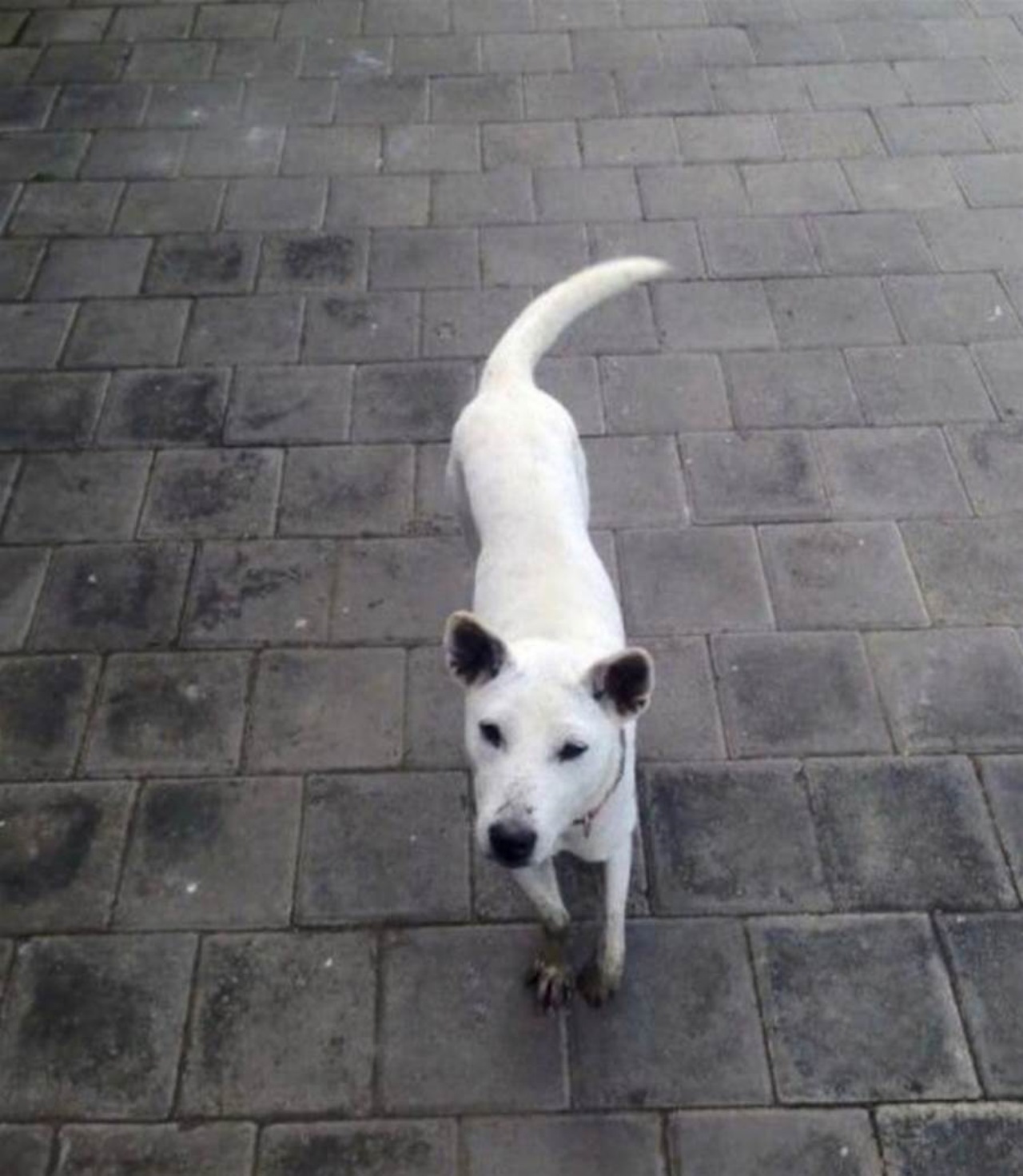 Cagnolina randagia salvata dai soccorritori