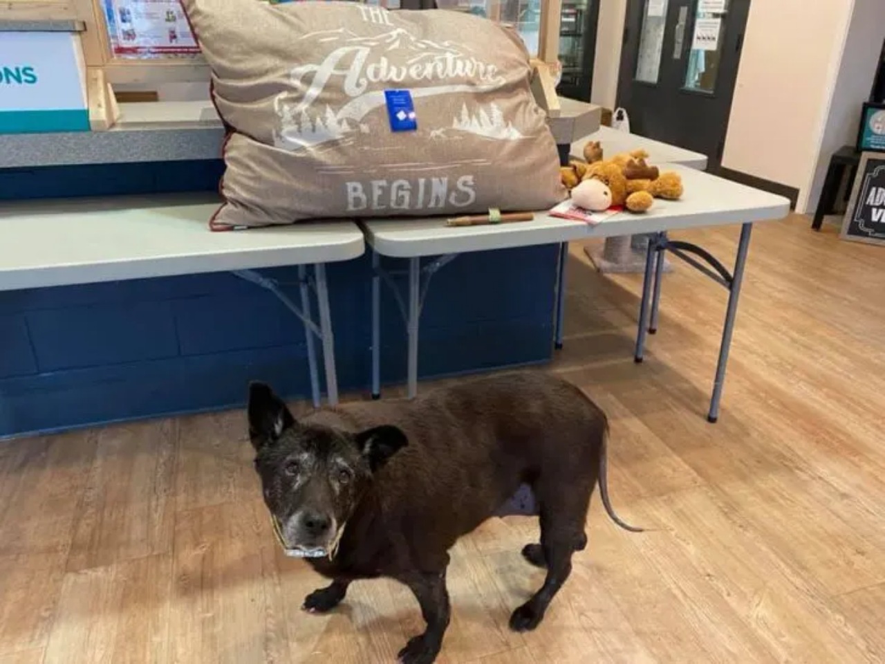 Cagnolina trovata in un bagno pubblico