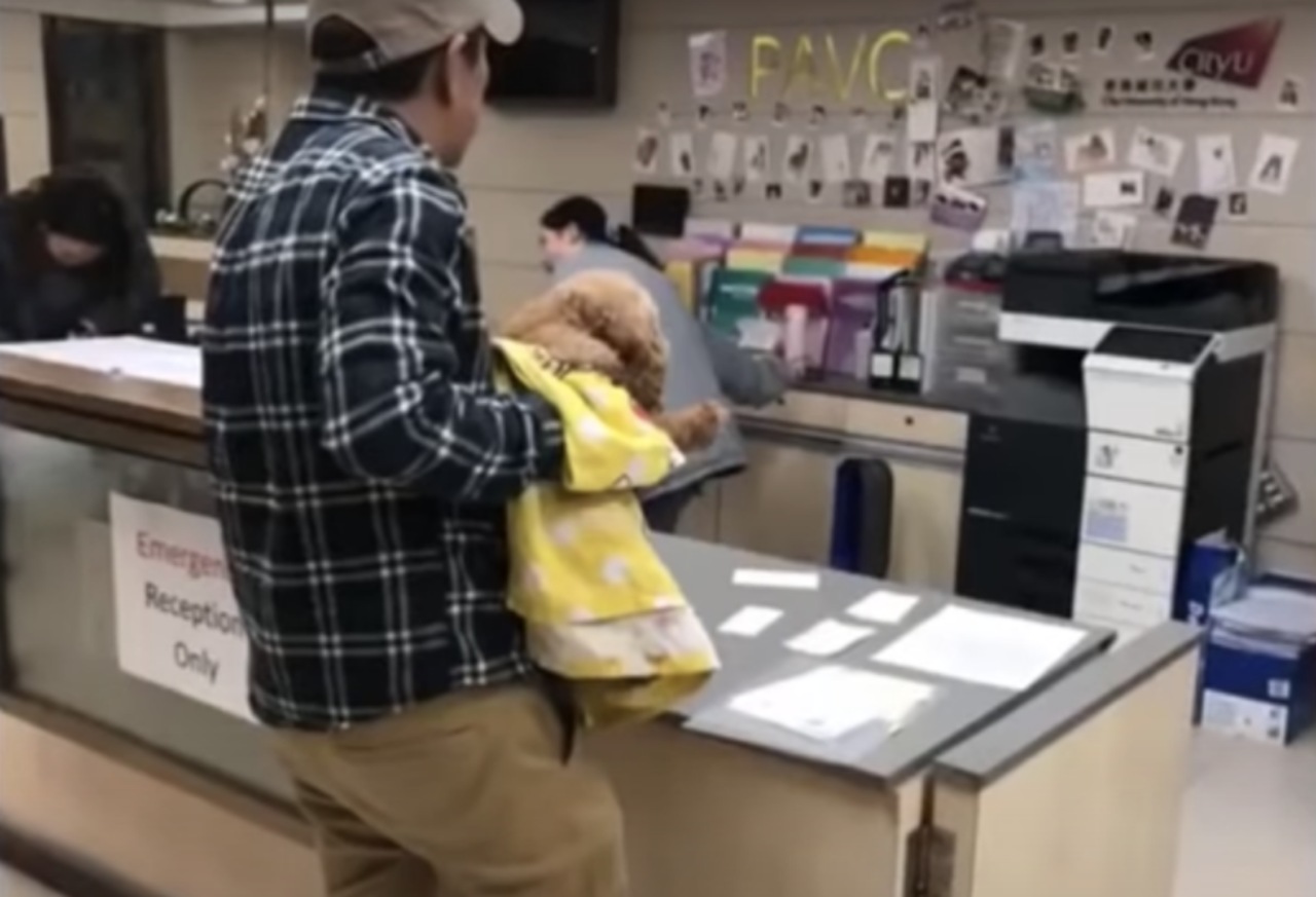 Cagnolino con un pannolino caduto in un fossato